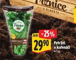 Albert Petržel v kořenáči nabídka