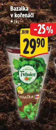 Albert Bazalka v kořenáči nabídka
