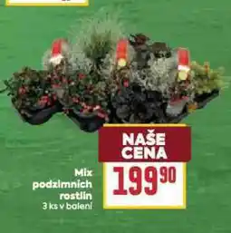 Billa Mix podznimních rostlin nabídka