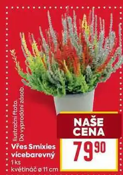 Billa Vřes Smixies vícebarevný 1ks květináč 11 cm nabídka