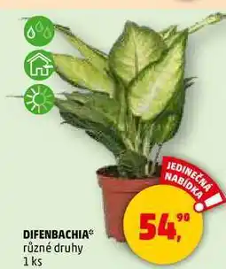 Penny Market DIFENBACHIA různé druhy, 1 ks nabídka