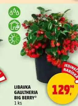 Penny Market LIBAVKA GAULTHERIA BIG BERRY, 1 ks nabídka