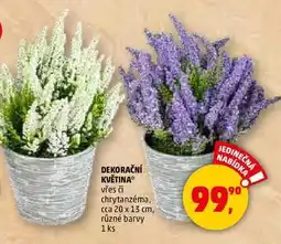 Penny Market DEKORAČNÍ KVĚTINA vřes či chrytanzéma, cca 20 x 13 cm, různé barvy, 1 ks nabídka