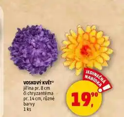 Penny Market VOSKOVÝ KVĚT jiřina pr. 8 cm či chryzantéma pr. 14 cm, různé barvy, 1 ks nabídka
