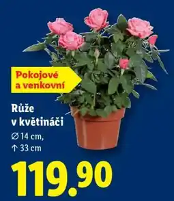Lidl RŮŽE V KVĚTINÁČI nabídka
