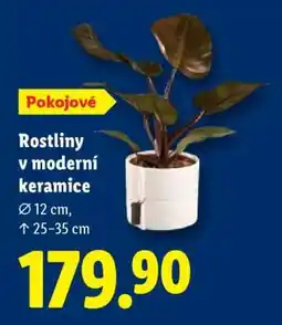 Lidl Pokojové rostliny v moderní keramice nabídka