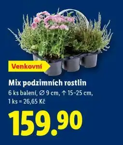 Lidl MIX PODZIMNÍCH ROSTLIN nabídka