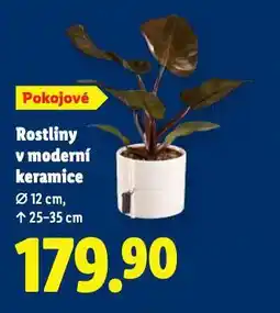 Lidl Rostliny v moderní keramice nabídka