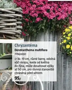 Bauhaus Chryzantéma Dendranthema multiflora nabídka