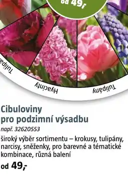 Bauhaus Cibuloviny pro podzimní výsadbu nabídka