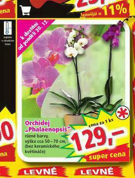 Norma Orchidea - phalaenopsis nabídka