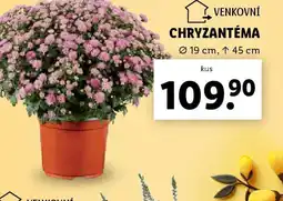 Lidl Chryzantéma nabídka