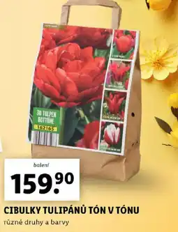 Lidl Cibulky tulipánů tón v tónu nabídka