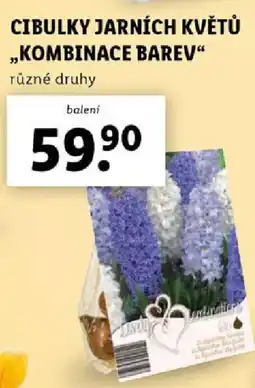 Lidl Cibulky jarních květů ,,Kombinace barev nabídka