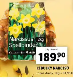 Lidl Cibulky narcisů nabídka