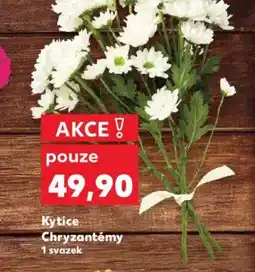 Kaufland Kytice Chryzantémy nabídka