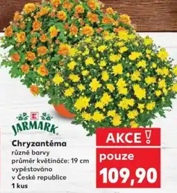 Kaufland Chryzantéma nabídka