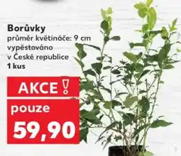 Kaufland Borůvky nabídka