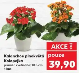 Kaufland Kalanchoe plnokvětá Kolopejka nabídka