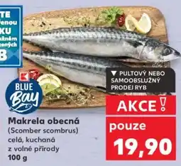 Kaufland Makrela obecná nabídka