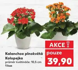 Kaufland Kalanchoe plnokvětá „Kolopejka“ nabídka