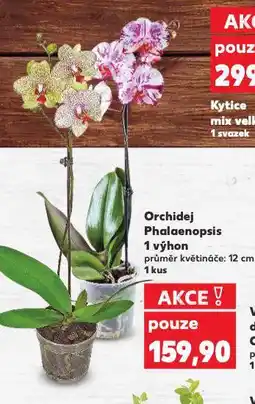 Kaufland Orchidea phalaenopsis nabídka
