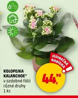 Penny Market Kolopejka kalanchoe nabídka