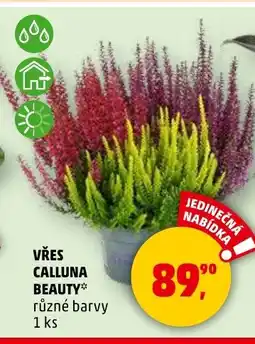 Penny Market Vřes calluna beauty nabídka