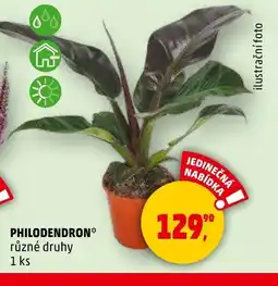 Penny Market Philodendron nabídka