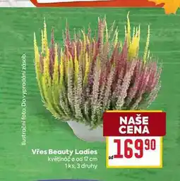 Billa Vřes Beauty Ladies květináč o od 17 cm 1ks nabídka