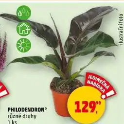 Penny Market PHILODENDRON různé druhy, 1 ks nabídka
