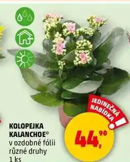 Penny Market KOLOPEJKA KALANCHOE v ozdobné fólii různé druhy, 1 ks nabídka