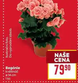 Billa Begónie květináč Ø 14 cm 1ks nabídka