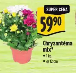 Albert Chryzantéma mix nabídka