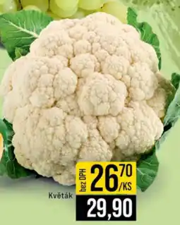 Jip Květák nabídka