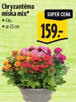 Albert Chryzantéma miska mix nabídka