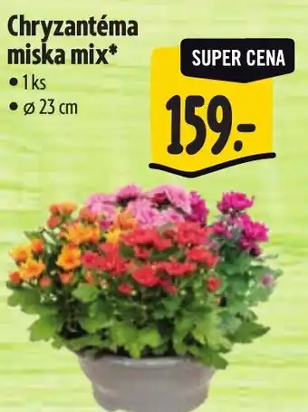 Albert Chryzantéma miska mix nabídka
