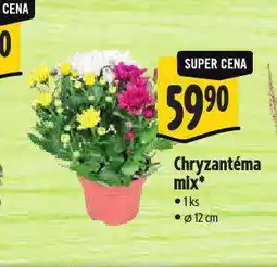 Albert Chryzantéma mix nabídka