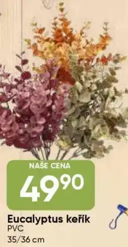 Hruška Eucalyptus keřík PVC nabídka