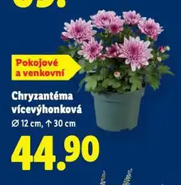 Lidl Chryzantéma vícevýhonková nabídka