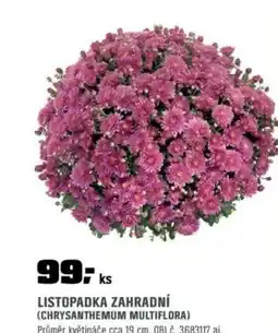 OBI Listopadka zahradní (chrysanthemum multiflora) nabídka