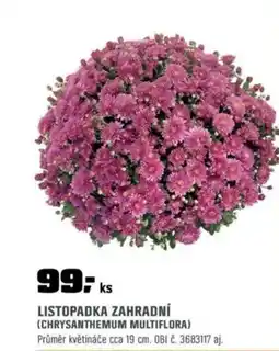 OBI Listopadka zahradní (chrysanthemum multiflora) nabídka