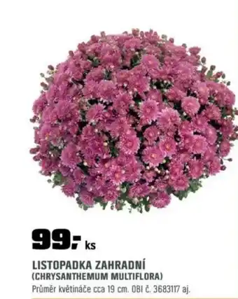 OBI Listopadka zahradní (chrysanthemum multiflora) nabídka