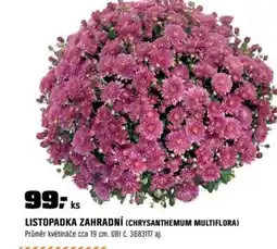 OBI Listopadka zahradní (chrysanthemum multiflora) nabídka