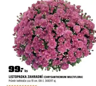 OBI Listopadka zahradní (chrysanthemum multiflora) nabídka