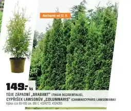 OBI Túje západní „brabant" (thuja occidentalis), cypřišek lawsonův „columnaris" (chamaecyparis lawsoniana) nabídka