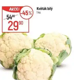 Globus Květák bílý nabídka