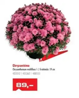 Uni Hobby Chryzantéma nabídka