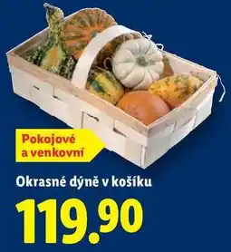 Lidl Okrasné dýně v košíku nabídka