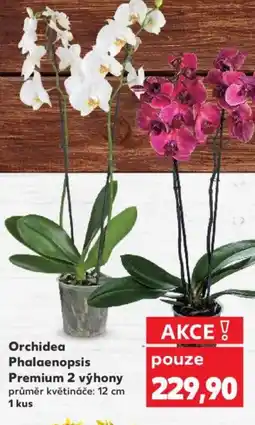 Kaufland Orchidea Phalaenopsis Premium 2 výhony nabídka